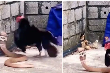 சீண்டிய ராஜ நாகம்! அடுத்த நொடியே விஸ்வரூபம் எடுத்து பலி தீர்த்த கோழி - வைரலாகும் சண்டை காட்சி