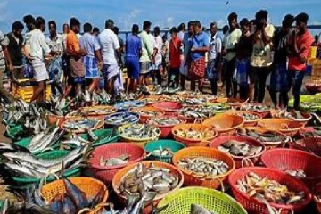 மீனவர்களுக்கு கிடைத்த அதிர்ஷ்டம் ; வலையில் சிக்கிய 1500க்கு மேட்பட்ட சூரை மீன்கள்