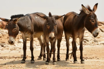 சீனாவிடம் வாங்கிய கடனை கழுதைகளை விற்று அடைக்கும் பிரபல நாடு!