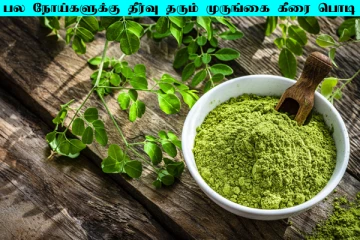Moringa Powder: சத்தான முருங்கை கீரை பொடி... பல நோய்களுக்கு கிடைக்கும் தீர்வு