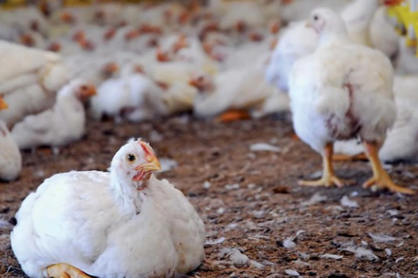 சீரற்ற வானிலையால் அதிகரிக்கப்படும் முட்டை விலை! | Egg Price To Increase To 70 Rupees சீரற்ற வானிலையால் அதிகரிக்கப்படும் முட்டை விலை! | Egg Price To Increase To 70 Rupees