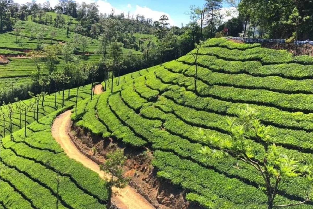 கோடை வெயிலுக்கு ஊட்டி, வால்பாறையில் குவிந்த சுற்றுலா பயணிகள் | Tourist Crowd In Ooty And Valparai