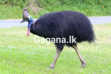 මුතුරාජා රැගෙන ගිය තායිලන්තය ලංකාවටත් සතුන් තුන්දෙනෙක් එවයි