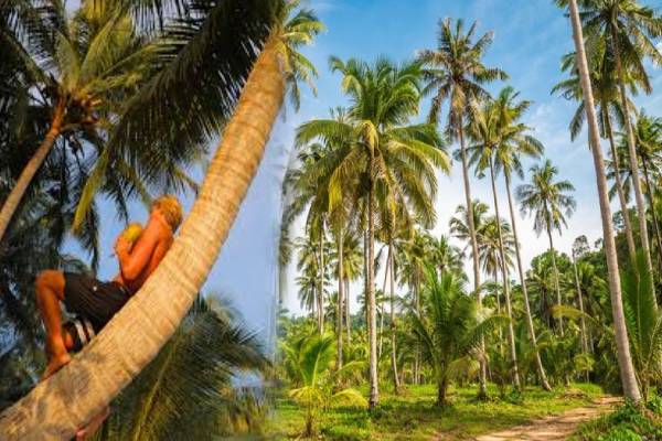 தென்னை மரத்தில் மெய் மறந்து தூங்கிய மாவட்ட அமைப்பாளர்; தேடியவர்களுக்கு திகைப்பு | People Party District Organizer Fell Coconut Tree