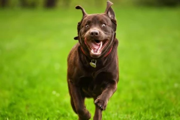 மனித தலையை கவ்விக்கொண்டு ஓடும் நாய்! பொதுமக்களை அதிர வைத்த காட்சி