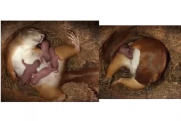 காணக்கிடைக்காத அபூர்வ வீடியோ! தாய்மையடைந்த அணில் குட்டி ஈன்றும் அபூர்வ காட்சி!