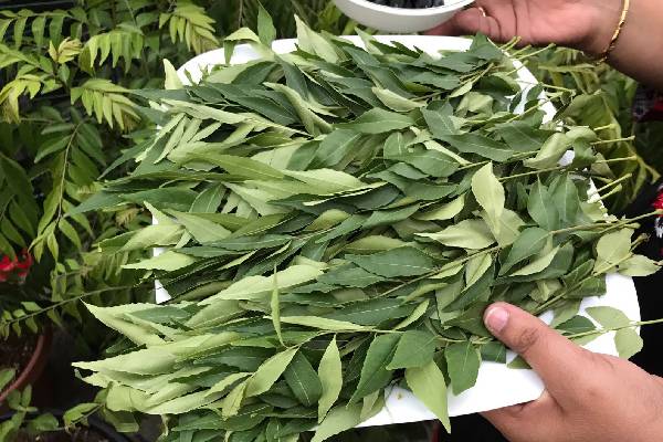 கறிவேப்பிலை நீண்ட நாட்களுக்கு ஃப்ரெஷ்ஷாவே இருக்கணுமா? இத மட்டும் பண்ணுங்க | Easy Tips How To Keep Curry Leaves Fresh In Fridge
