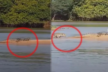 கரையில் படுத்திருந்த முதலை! சாமர்த்தியமாக வேட்டையாடிய சிறுத்தையின் திகில் காட்சி