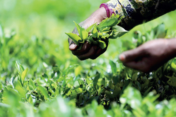 இயற்கை பேரழிவால் தேயிலைத் தொழில் கடுமையாகப் பாதிப்பு | Tea Industry Severely Affected By Natural Disaster இயற்கை பேரழிவால் தேயிலைத் தொழில் கடுமையாகப் பாதிப்பு | Tea Industry Severely Affected By Natural Disaster