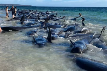 வெளிநாடொன்றில் கரை ஒதுங்கியுள்ள நூற்றுக்கனக்கான திமிங்கலங்கள்
