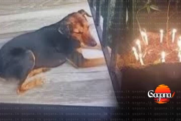 අසරණ වීථි සුනඛයාට ජීවිතය අහිමි කළ කාන්තාව රිමාන්ඩ්