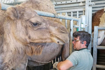 பிரான்சில் பிரபலமாகி வரும் ஒட்டகப்பால் விற்பனையாளர்