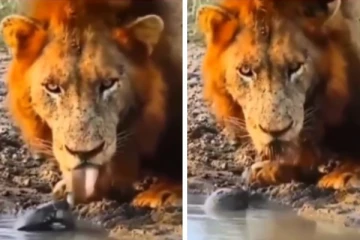 சிங்கத்திடம் கொஞ்சி விளையாடிய குட்டி ஆமை - வைரல் வீடியோ