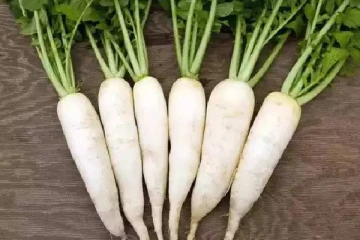 முள்ளங்கியில் இவ்வளவு நன்மைகள் உண்டா? இவர்களுக்கு மிகவும் உதவும்