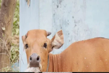 பசுவின் வயிற்றில் 77 கிலோ ஐஸ்கிறீம் கப்ஸ் மற்றும் ஸ்பூன்கள் - கால்நடை மருத்துவர்கள் அதிர்ச்சி