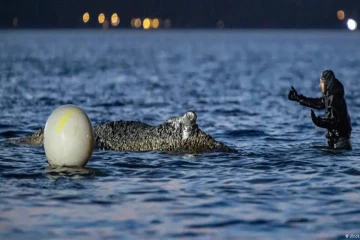 ஜேர்மன் கடற்கரையில் சிக்கியிருந்த திமிங்கலம்: சமீபத்திய தகவல்