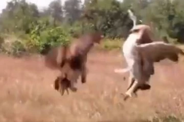 குஞ்சுகளை விருந்தாக்க வந்த கழுகு!  மின்னல் வேகத்தில் வந்து ஆக்ரோஷமாக பலி வாங்கிய கோழி! பதற வைத்த காட்சி