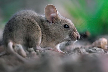 உங்கள் வீட்டில் எலி தொல்லையா? இதனை கட்டுப்படுத்த இதோ சில வழிகள்