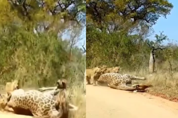 Viral Video: ஒட்டகச்சிவிங்கியை கீழே தள்ளி வேட்டையாடும் சிங்கங்கள்