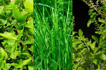 இந்த 5 இலைகளை வைத்து பூஜை செய்து பாருங்கள் - நினைத்தது நடக்கும்!