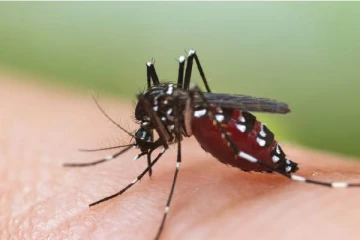 தமிழகத்தில் அதிகரித்து வரும் டெங்கு காய்ச்சல்