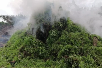 காட்டுக்குள் கஞ்சா தோட்டம் ; பொலிஸார் அதிர்ச்சி