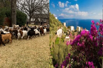 குட்டித்தீவில் தொல்லை கொடுக்கும் ஆடுகள் : விழி பிதுங்கி நிற்கும் மக்கள்