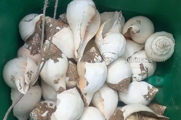3200 கடல் சங்குகளுடன் சிக்கிய இருவர்! | Two People Caught With 3200 Sea Shells Arrested