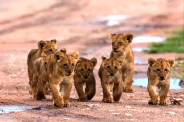 தெருவில் கைவிடப்பட்ட 7 சிங்கக்குட்டிகள்! பிறகு என்ன நடந்தது?