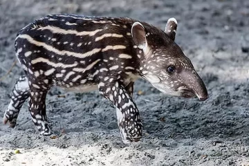 100 ஆண்டுகளுக்கு முன் அழிந்த உயிரினம்; மீண்டும் வந்த அதிசயம் - வைரலாகும் வீடியோ