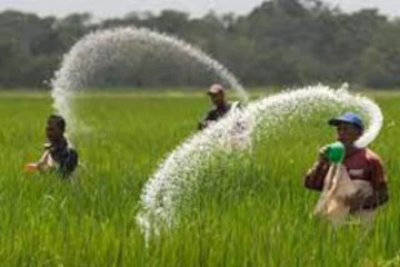 යූරියා ලබාදීම ගැන රටටම සුබ ආරංචියක්.. දෙන පොහොර ප්‍රමාණයත් වැඩි කරයි.