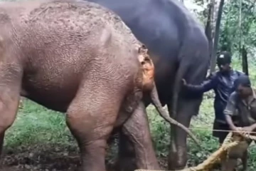 2 ஆண்டுகளாக வலியோடே திரிந்த யானை! என்ன நடந்தது?