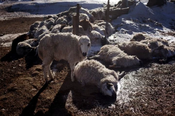 வெளிநாடொன்றில் கடும் பனிப்புயல்: 70 இலட்சம் கால்நடைகள் பலி