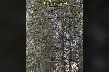 Optical illusion: பருந்து போன்ற கண்பார்வை கொண்டவரா நீங்கள்? அணிலை கண்டுபிடிங்க