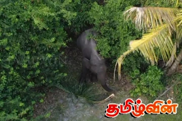 கிரான்குளத்தில் காட்டு யானைகளை துரத்தும் பணி இரவிலும் முன்னெடுப்பு