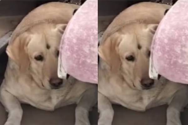 marriage stopped dog barking in up