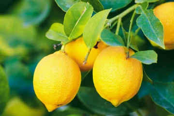 எண்ணற்ற நன்மைகளை அள்ளித்தரும் எலுமிச்சை பழம் ! இப்படி எடுத்து கொண்டால் நன்மையே