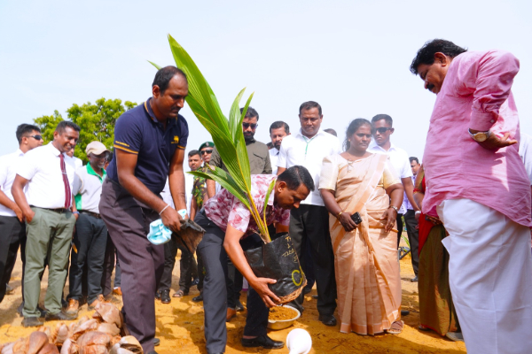 அநுரவினால் ஆரம்பித்து வைக்கப்பட்ட விதை தென்னந் தோட்டம் | Anura Launches Coconut Plantation In Kilinochchi