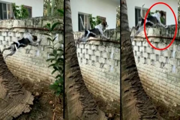 பக்கத்து வீட்டு கிழவி சண்டையை எட்டி பார்த்த நாய்! என்ன ஆர்வமப்பா உனக்கு