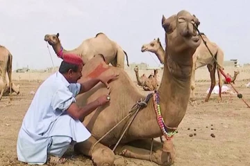 பாகிஸ்தானில் ஒட்டகங்களை அழகுப்படுத்தும் சிகை அலங்கார நிபுணர்!