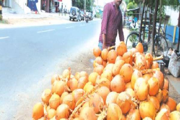 இலங்கையில் செவ்விளநீருக்கு வந்த சோதனை! | Soon Shortage Coconut Water