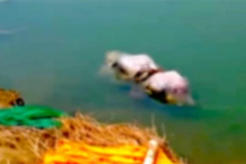 கங்கையில் மிதக்கும் நூற்றுக்கணக்கான சடலங்கள்! கொரோனாவால் இறந்தவர்களா? திகில் கிளப்பும் வீடியோ காட்சிகள்