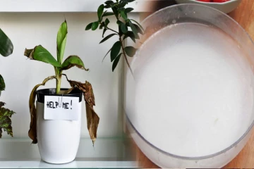 வெயில் காலத்தில் பயிர்கள் இறந்து போகுதா? இந்த ஒரு கரைசல் இருந்தா போதும்