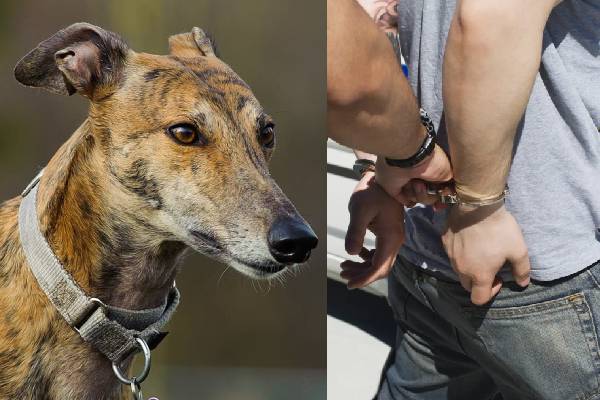 57 year old man arrest for greyhound death