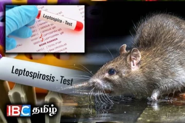 நாட்டில் எலிக்காய்ச்சல் பரவும் அபாயம் அதிகரிப்பு!