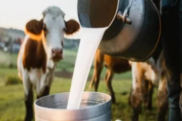 கவனம்; கறந்த பாலில் பறவை காய்ச்சல் வைரஸ் - எச்சரிக்கை விடுத்த WHO