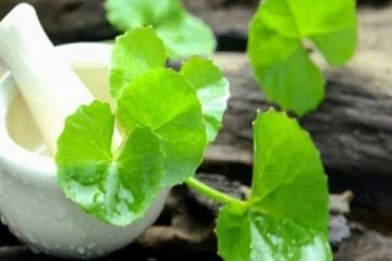 நீரிழிவு நோயாளிகள் வல்லாரை கீரையை தொடர்ந்து சாப்பிடலாமா? இனி தெரிஞ்சிட்டு சாப்பிடுங்க…!