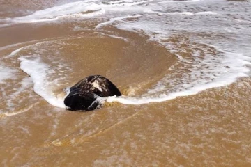 யாழ்ப்பாண கடற்பரப்பில் தொடர்ச்சியாக இடம்பெறும் சம்பவம்!