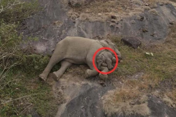 தாயை பிரிந்து தவித்த குட்டியானை! தாய் மடியில் நிம்மதியாக உறங்கும் தருணம்... எப்படி நடந்தது?