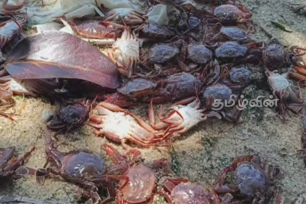 திருகோணமலையில் கரை ஒதுங்கிய சிவப்புநிற நண்டுகள்! பொதுமக்கள் பீதி | Red Crabs Washed Ashore In Trinco திருகோணமலையில் கரை ஒதுங்கிய சிவப்புநிற நண்டுகள்! பொதுமக்கள் பீதி | Red Crabs Washed Ashore In Trinco